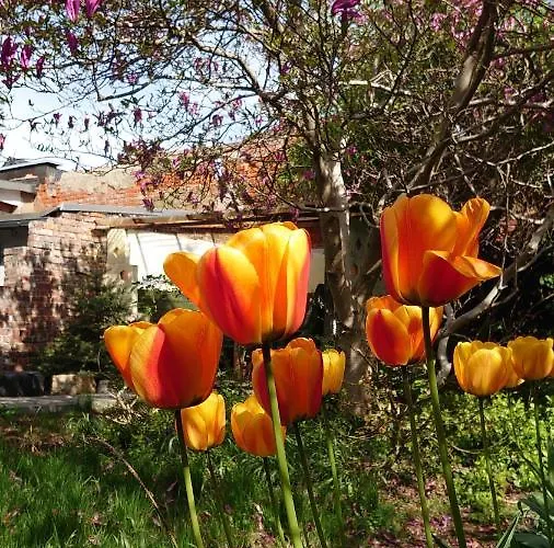 Alte Baeckerei - 05 #gallery# Im Zentrum, Mit Parkplatz, Ausgestattet, Fuer Gruppen Geeignet Apartment Bautzen